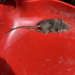 Dexton Pest Management - Caught during inspection