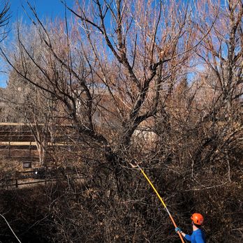 Dandy Tree Care - Tree Services Near Me