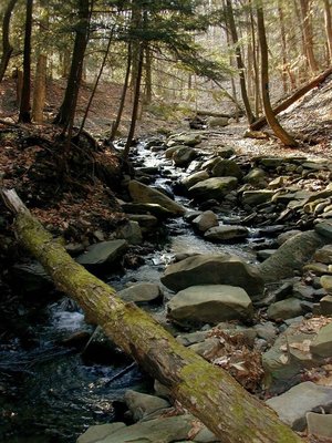 Finger Lakes National Forest by null