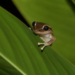 Charlie's Custom Tours Puerto Rico - This is what you here at night... COQUI!!!