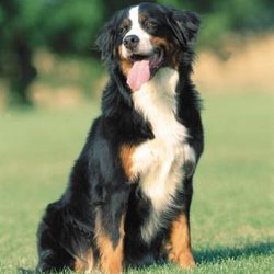 Must Love Dogs - Dog Training