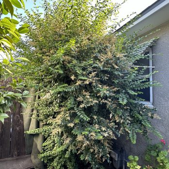 All Points Tree Service - Before - A dense flowering shrub with small white flowers is situated beside a house with a gray exterior wall and a window. The shrub is surrounded by other plants and a wooden fence. - Tree Services Near Me