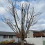 Photo of Second 2 None Tree Service