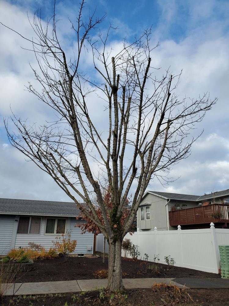 Second 2 None Tree Service - tree service in Portland, OR