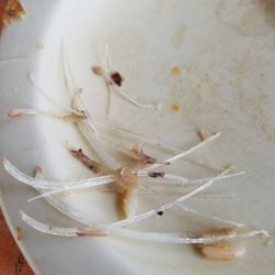 Eslava - Little bones in the fish