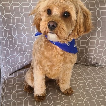 Groom Closet - After! - Pet Groomers Near Me