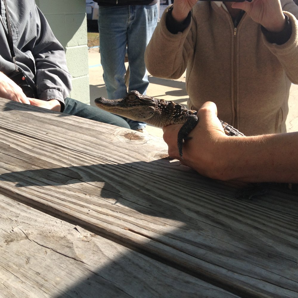 Pearl River Swamp Tours - rescued baby gator. - Tours Near Me - Slidell, Louisiana Pearl River Swamp Tours - rescued baby gator. - Tours Near Me - Slidell, Louisiana