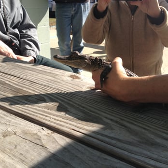 Pearl River Swamp Tours - rescued baby gator. - Tours Near Me - Slidell, Louisiana Pearl River Swamp Tours - rescued baby gator. - Tours Near Me - Slidell, Louisiana
