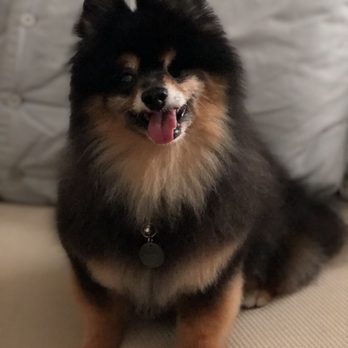 AZ Mobile Spaws - Pet Groomers Near Me - Phoenix, Arizona
