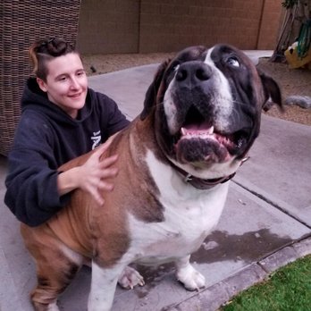 TLC While You're Away - We love all dogs big and small - Pet Sitting Near Me - Scottsdale, Arizona TLC While You're Away - We love all dogs big and small - Pet Sitting Near Me - Scottsdale, Arizona