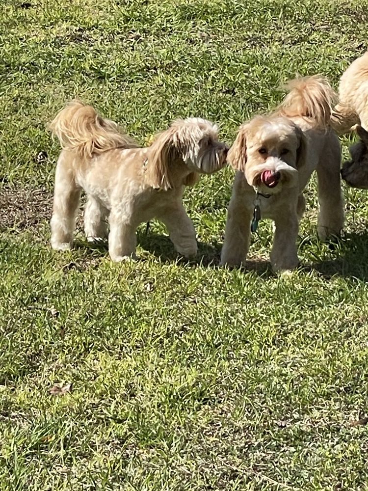 Dogs R Us Obedience Training Image