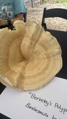 Pioneer Works by null