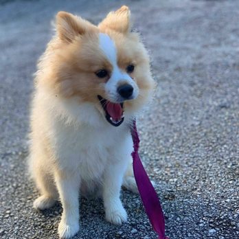 Elite Professional Dog Training - Pet Training Near Me - Sanford, Florida Elite Professional Dog Training - Pet Training Near Me - Sanford, Florida