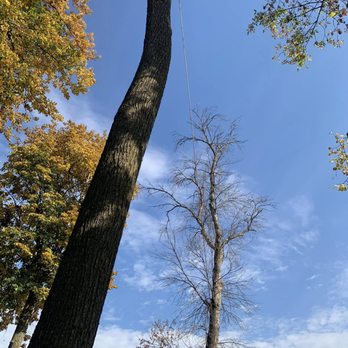 Peach Tree Care - Tree Services Near Me - Saint Paul, Minnesota Peach Tree Care - Tree Services Near Me - Saint Paul, Minnesota