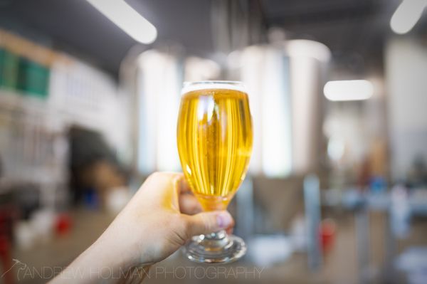 Cynosure Brewing by null