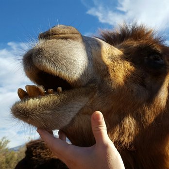 Camel Safari - Zoos Near Me - Bunkerville, Nevada
