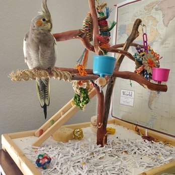 Exotic Birds By Fran - Working from home. - Pet Stores Near Me - Cypress, California
