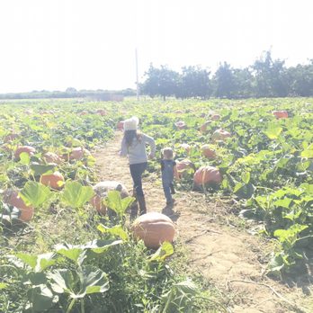 Bishop's Pumpkin Farm - Running through the pumpkin field - Christmas Trees Near Me - Wheatland, California Bishop's Pumpkin Farm - Running through the pumpkin field - Christmas Trees Near Me - Wheatland, California