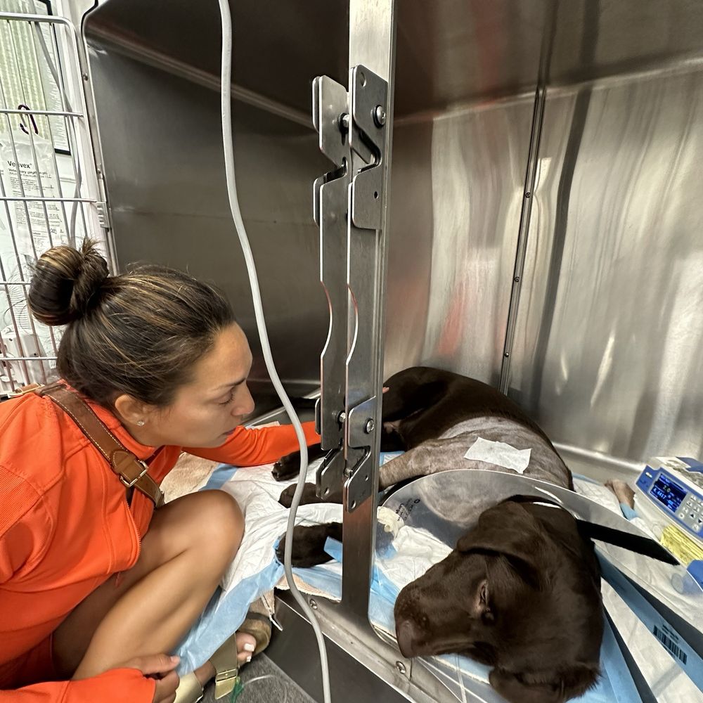 Animal Surgical Center - Spending time post op - Veterinarians Near Me - Oceanside, New York