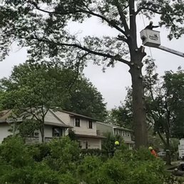 Tree being cut Tree being cut