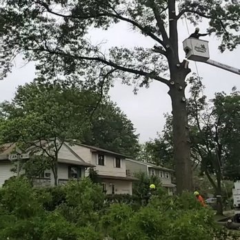 JV Strong Tree Service - Tree being cut - Tree Services Near Me - Clementon, New Jersey JV Strong Tree Service - Tree being cut - Tree Services Near Me - Clementon, New Jersey
