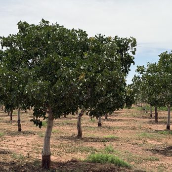 PistachioLand - Pistachio trees - Attraction Farms Near Me - Alamogordo, New Mexico