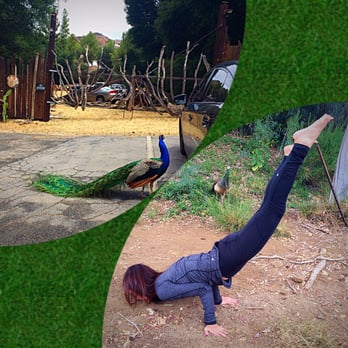 Old Place - When a Yogi ran into peacocks... - American Near Me - Cornell, California Old Place - When a Yogi ran into peacocks... - American Near Me - Cornell, California
