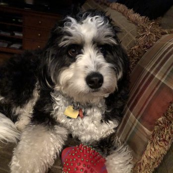 Pacific Doodles - Pet Breeders Near Me
