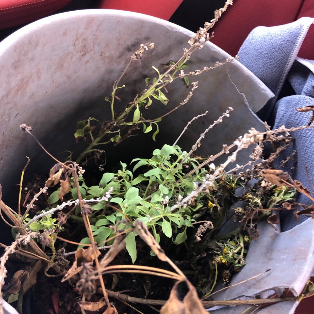 Houston Garden Centers - Bucket full of dead / dying plants. - Nurseries & Gardening Near Me - Webster, Texas Houston Garden Centers - Bucket full of dead / dying plants. - Nurseries & Gardening Near Me - Webster, Texas
