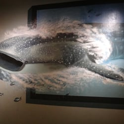 Virtual Zoo - Is the whale shark coming out of the frame?