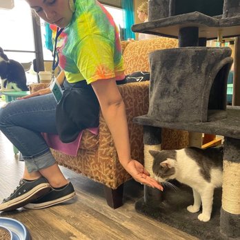 Mochas And Meows - Pet Adoption Near Me - Branson, Missouri