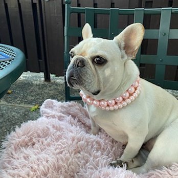 Love & Second Chances - Pet Adoption Near Me