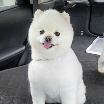 C&D Pet Studio - Pet Groomers Near Me - Toronto, Ontario