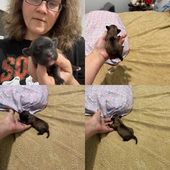 Poodle Puppy Paws - Male Shihpoos. Ready Dec 22. - Pet Breeders Near Me Poodle Puppy Paws - Male Shihpoos. Ready Dec 22. - Pet Breeders Near Me