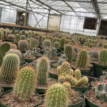 Florida Cactus - Nurseries & Gardening Near Me - Apopka, Florida