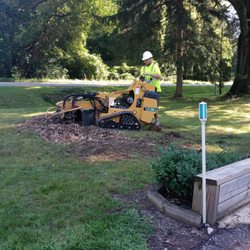 Family tree tree service