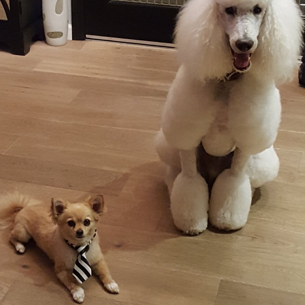 Happy Dogs Grooming - Jose & Gisele are artists & my dogs are the canvas!  Happy Dogs Grooming is an A++ - Pet Groomers Near Me - Canoga Park, California