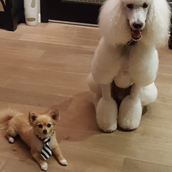 Happy Dogs Grooming - Jose & Gisele are artists & my dogs are the canvas! Happy Dogs Grooming is an A++ - Pet Groomers Near Me - Canoga Park, California Happy Dogs Grooming - Jose & Gisele are artists & my dogs are the canvas! Happy Dogs Grooming is an A++ - Pet Groomers Near Me - Canoga Park, California