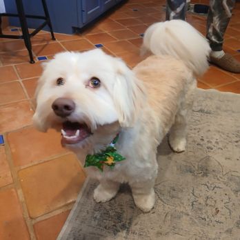 Simba's Pet Grooming - Our pup looking dapper - Pet Groomers Near Me - Pasadena, California