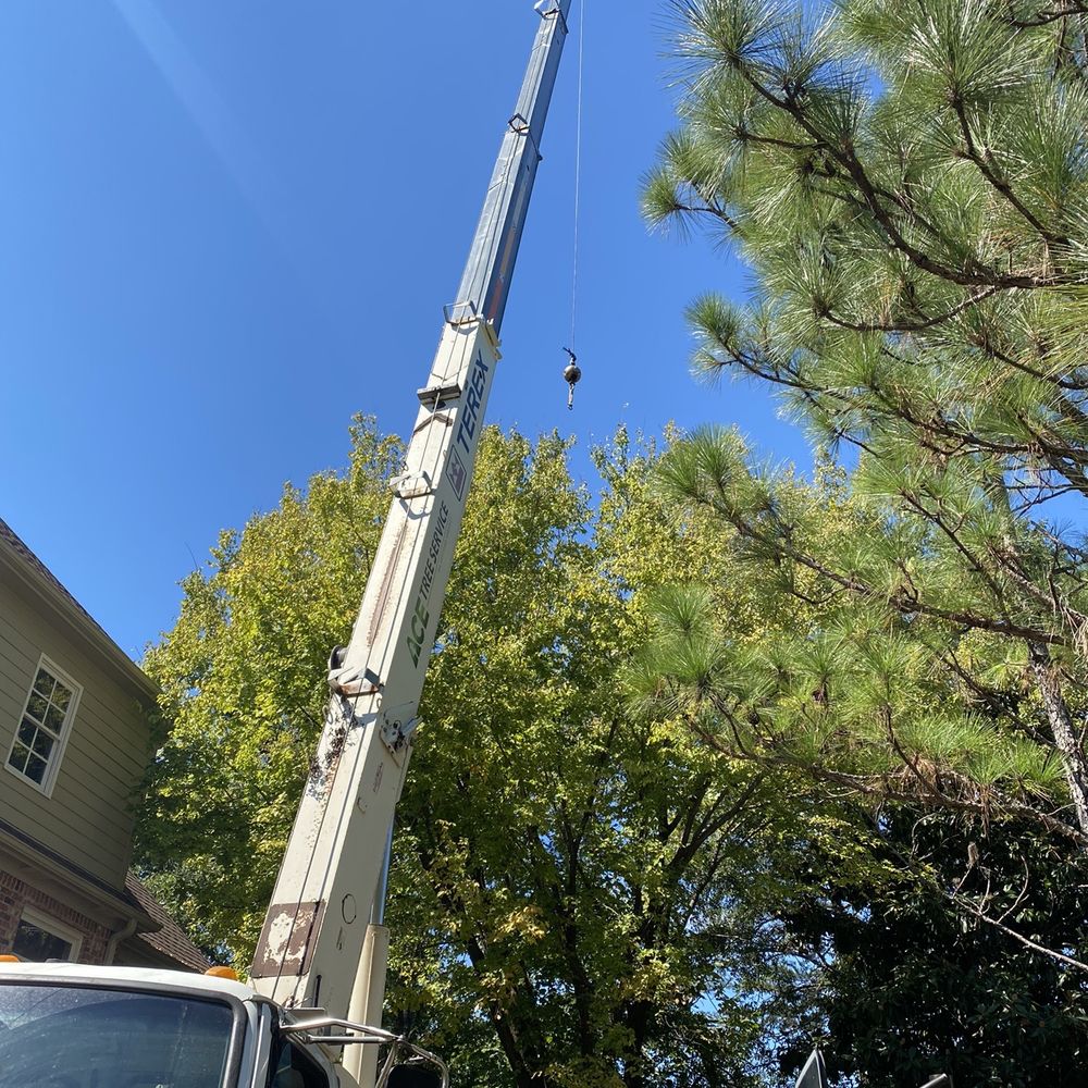 Ace Tree Service - Tree Services Near Me - Birmingham, Alabama