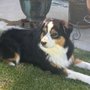 Photo of Tandem Aussies