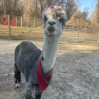 Jersey Shore Alpacas - Alpaca - Zoos Near Me - Cape May, New Jersey Jersey Shore Alpacas - Alpaca - Zoos Near Me - Cape May, New Jersey