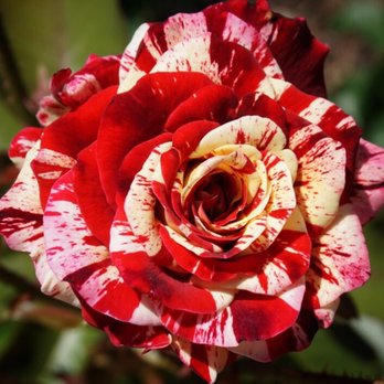 Merrick Rose Garden - Parks Near Me - Evanston, Illinois