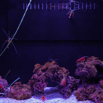 Adventure Aquarium - Aquariums Near Me - Camden, New Jersey