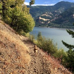 A dog heading down Dog Mountain A dog heading down Dog Mountain
