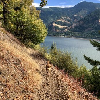 Dog Mountain Trail - A dog heading down Dog Mountain - Hiking Near Me - White Salmon, Washington Dog Mountain Trail - A dog heading down Dog Mountain - Hiking Near Me - White Salmon, Washington