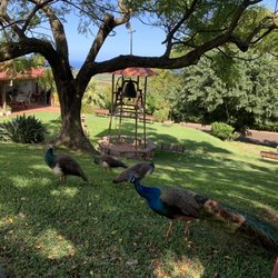 Benedictine Monastery - Peacocks roaming the grounds