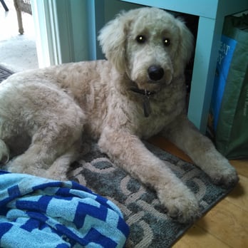 All Fur Pooch - After groom & bath. (Muddy paws were dog's doing) - Dog Walkers Near Me All Fur Pooch - After groom & bath. (Muddy paws were dog's doing) - Dog Walkers Near Me