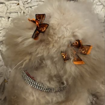 Rosemary's Grooming - Bows always match the holidays"Halloween " - Pet Groomers Near Me - Tinley Park, Illinois Rosemary's Grooming - Bows always match the holidays"Halloween " - Pet Groomers Near Me - Tinley Park, Illinois