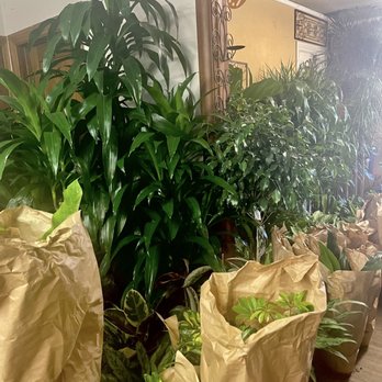 Plant Safari - Trees - Nurseries & Gardening Near Me - Upland, California Plant Safari - Trees - Nurseries & Gardening Near Me - Upland, California